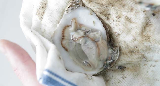 shucked oyster