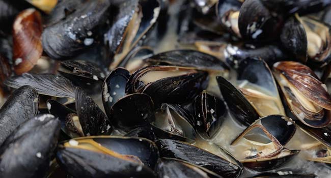 opened mussels in broth