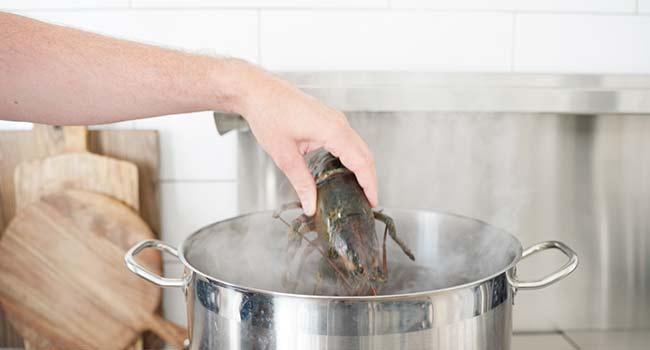 adding lobster to a pot