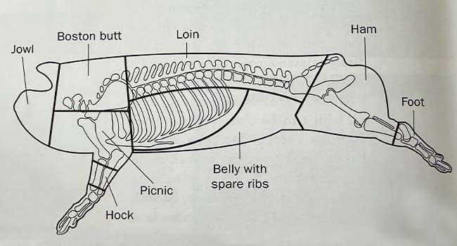 diagram of a pig